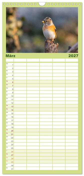 Der Kernbeißer und seine gefiederten Gesellen (CALVENDO Familienplaner 2027)