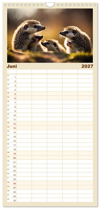 Igel - Wildtier des Jahres 2024 (CALVENDO Familienplaner 2027)