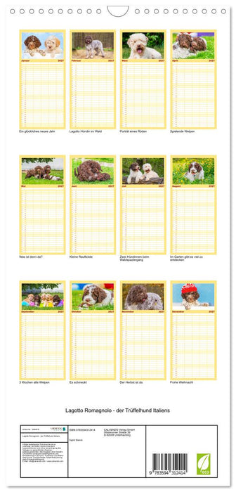 Lagotto Romagnolo - der Trüffelhund Italiens (CALVENDO Familienplaner 2027)