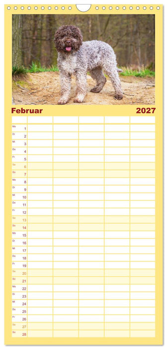 Lagotto Romagnolo - der Trüffelhund Italiens (CALVENDO Familienplaner 2027)