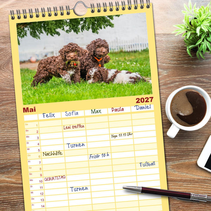 Lagotto Romagnolo - der Trüffelhund Italiens (CALVENDO Familienplaner 2027)