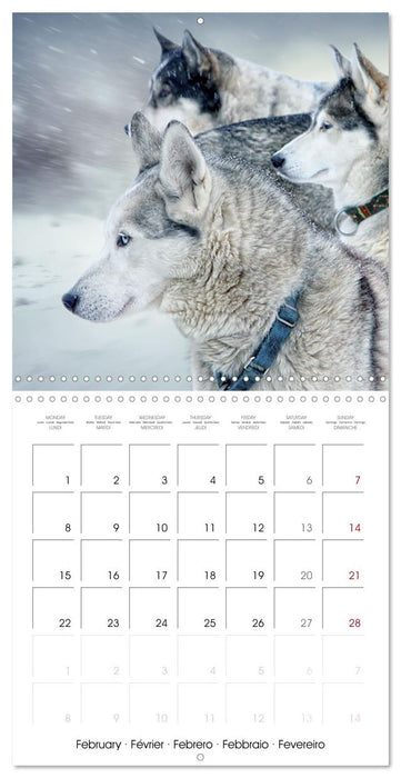 Husky obsession (CALVENDO Monthly Calendar 2027)