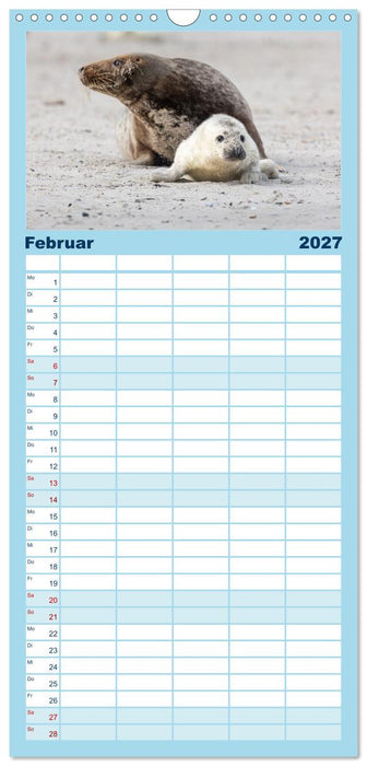Junge Kegelrobben (CALVENDO Familienplaner 2027)
