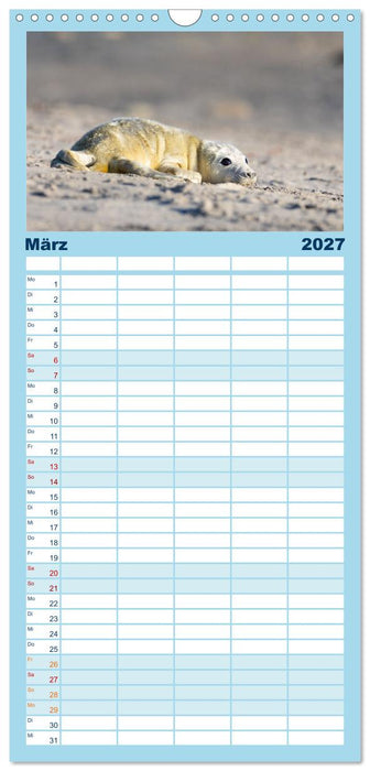 Junge Kegelrobben (CALVENDO Familienplaner 2027)