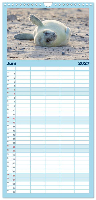 Junge Kegelrobben (CALVENDO Familienplaner 2027)