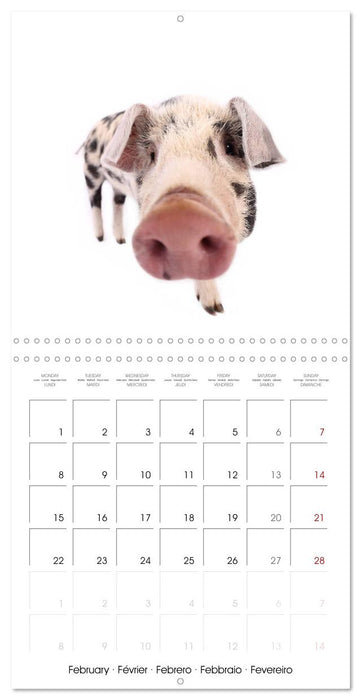 Fisheye Calendar (CALVENDO Monthly Calendar 2027)