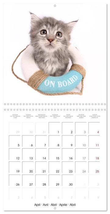 Fisheye Calendar (CALVENDO Monthly Calendar 2027)