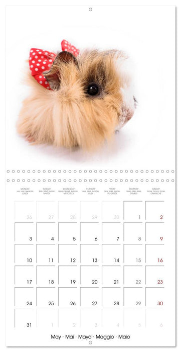 Fisheye Calendar (CALVENDO Monthly Calendar 2027)