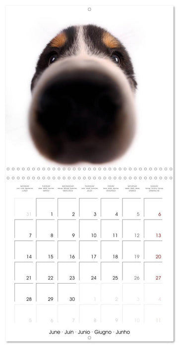 Fisheye Calendar (CALVENDO Monthly Calendar 2027)