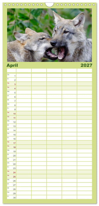 Unsere Wölfe - Ein Wildtier kehrt zurück (CALVENDO Familienplaner 2027)