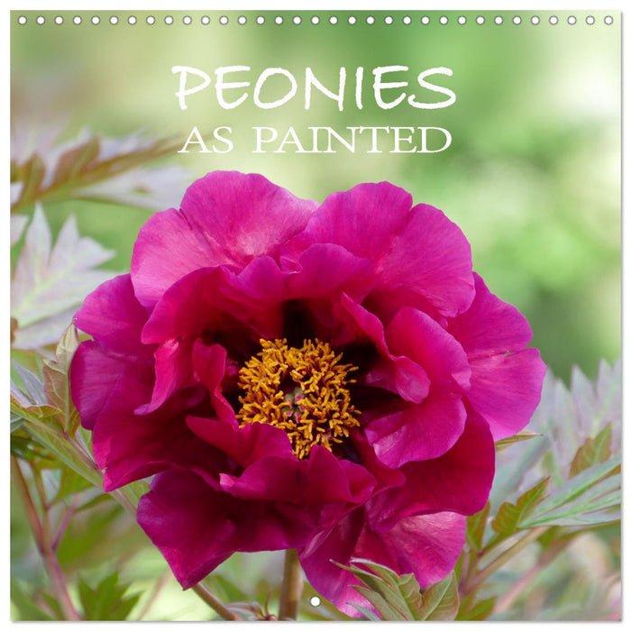 Peonies as painted (CALVENDO Monthly Calendar 2027)