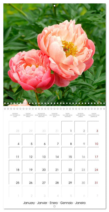 Peonies as painted (CALVENDO Monthly Calendar 2027)