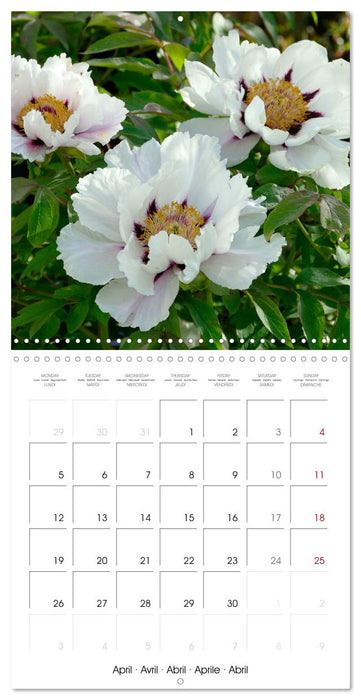 Peonies as painted (CALVENDO Monthly Calendar 2027)