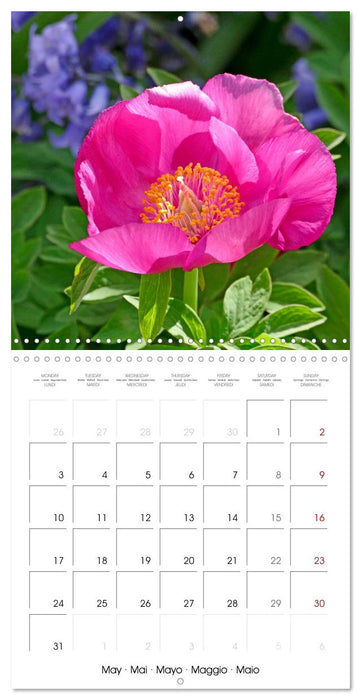 Peonies as painted (CALVENDO Monthly Calendar 2027)