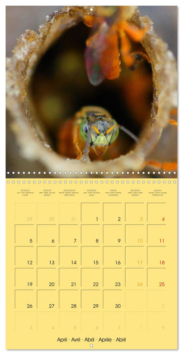 Deux abeilles mélipones du Costa Rica (CALVENDO Calendrier mensuel 2027)