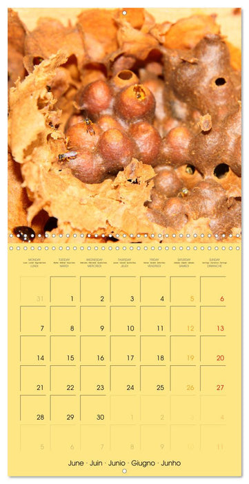 Deux abeilles mélipones du Costa Rica (CALVENDO Calendrier mensuel 2027)