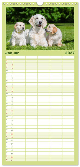 Goldige Aussichten - Mit Golden Retriever Welpen durch das Jahr (CALVENDO Familienplaner 2027)