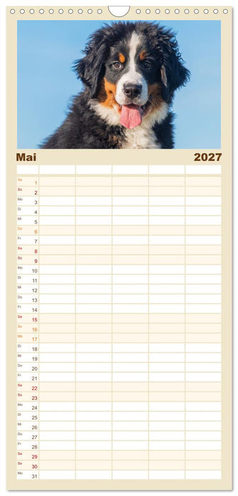Berner Sennenhund - Ein Freund auf vier Pfoten (CALVENDO Familienplaner 2027)