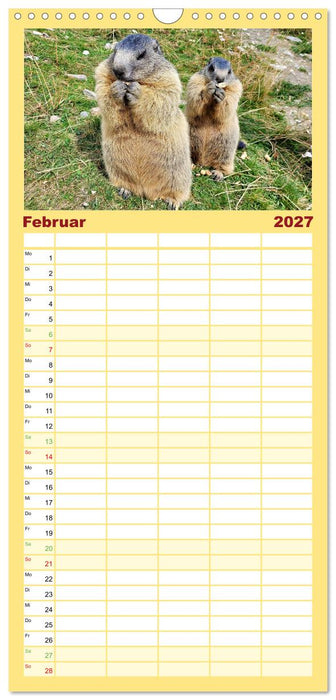 Und ewig pfeift das Murmeltier (CALVENDO Familienplaner 2027)