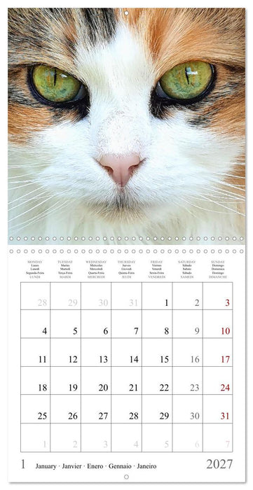 Expressive cat faces. Fascinating character cats very close (CALVENDO Monthly Calendar 2027)