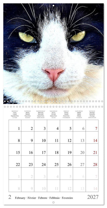Expressive cat faces. Fascinating character cats very close (CALVENDO Monthly Calendar 2027)