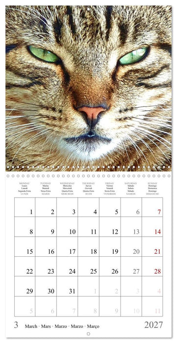 Expressive cat faces. Fascinating character cats very close (CALVENDO Monthly Calendar 2027)