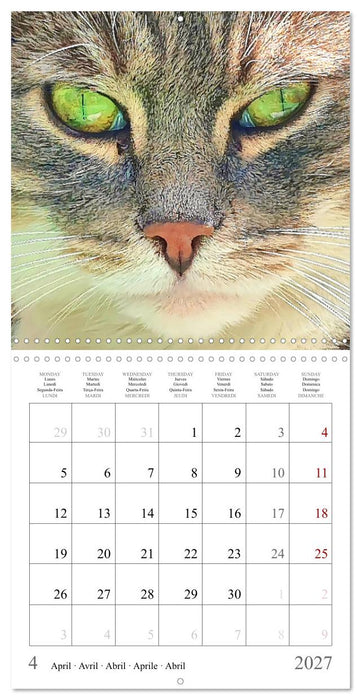 Expressive cat faces. Fascinating character cats very close (CALVENDO Monthly Calendar 2027)