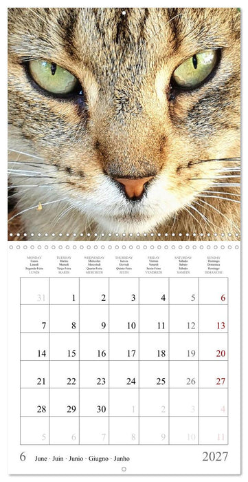 Expressive cat faces. Fascinating character cats very close (CALVENDO Monthly Calendar 2027)