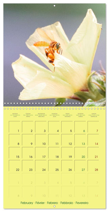 Two Common Stingless Bees (CALVENDO Monthly Calendar 2027)