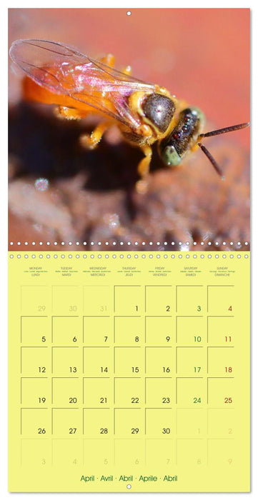 Two Common Stingless Bees (CALVENDO Monthly Calendar 2027)