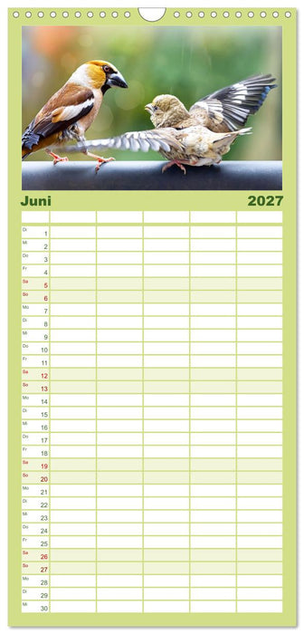 Finkenparade (CALVENDO Familienplaner 2027)