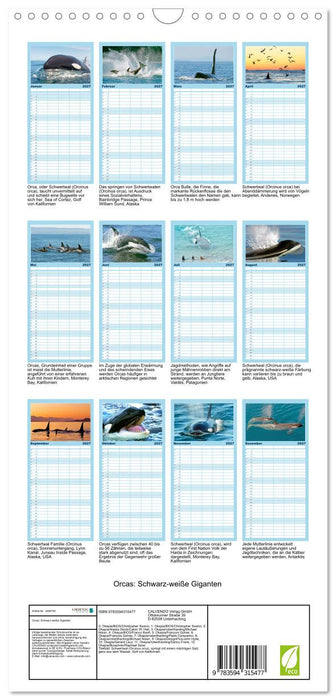 Orcas: Schwarz-weiße Giganten (CALVENDO Familienplaner 2027)