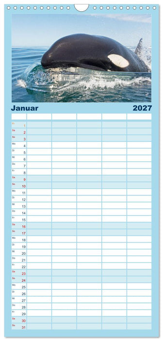 Orcas: Schwarz-weiße Giganten (CALVENDO Familienplaner 2027)