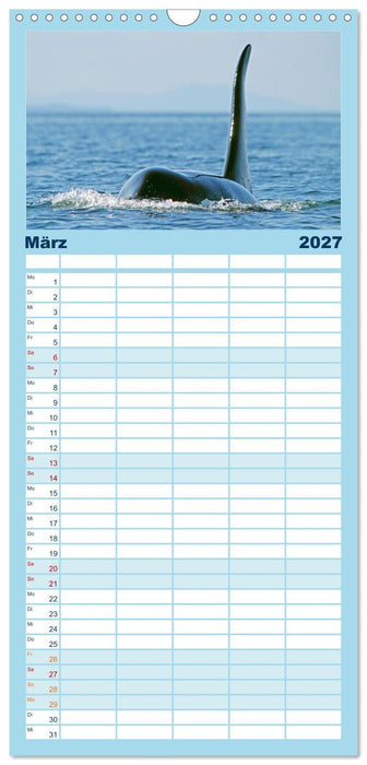 Orcas: Schwarz-weiße Giganten (CALVENDO Familienplaner 2027)