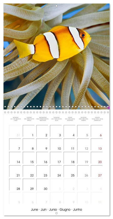 Fish magic (CALVENDO Monthly Calendar 2027)