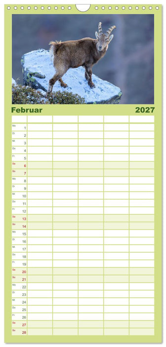 Steinbock - König der Alpen (CALVENDO Familienplaner 2027)