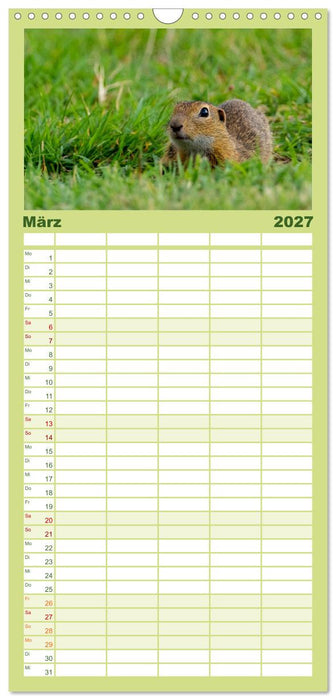 Ziesel auf Augenhöhe (CALVENDO Familienplaner 2027)