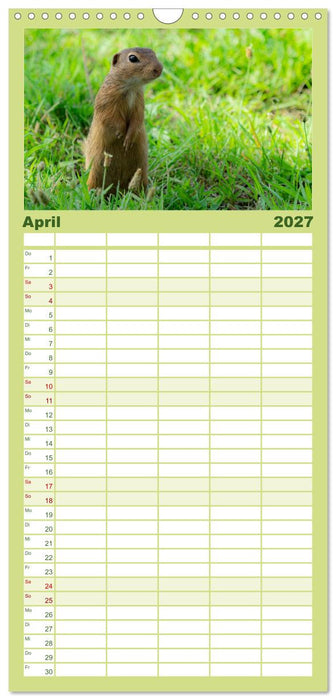 Ziesel auf Augenhöhe (CALVENDO Familienplaner 2027)