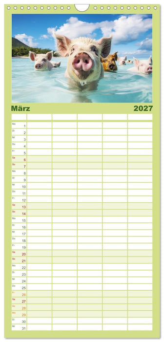 Schweinereien in der Karibik. Sonne und Spaß mit schwimmenden Schweinen (CALVENDO Familienplaner 2027)