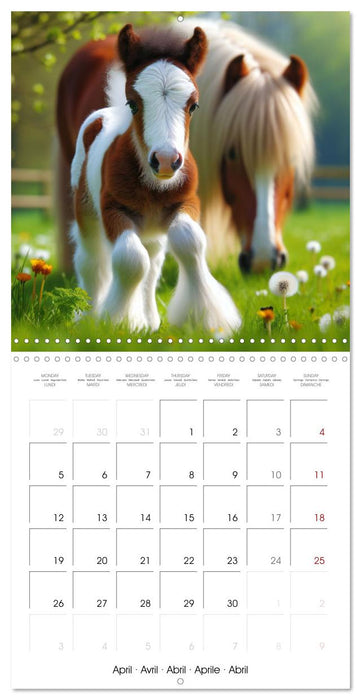 The majestic beauty of Gypsy Vanner (CALVENDO Monthly Calendar 2027)
