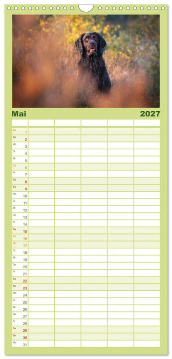 Jagdhund im Portrait - Deutsch Langhaar (CALVENDO Familienplaner 2027)