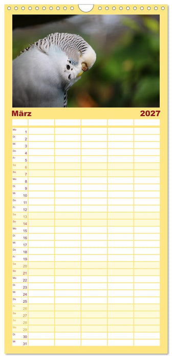 Wellensittichkalender! - Das Original (CALVENDO Familienplaner 2027)