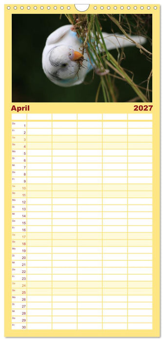 Wellensittichkalender! - Das Original (CALVENDO Familienplaner 2027)