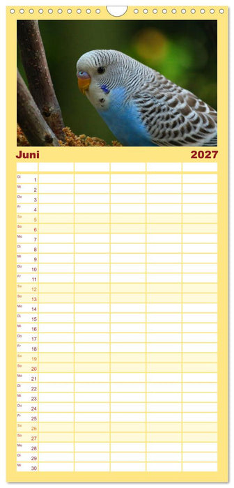 Wellensittichkalender! - Das Original (CALVENDO Familienplaner 2027)