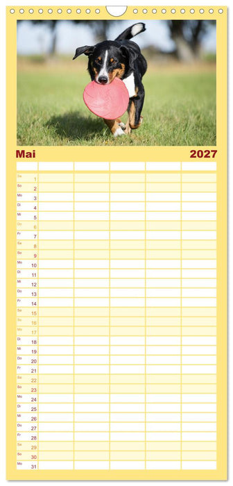 Appenzeller Sennenhunde - Fröhliche Kameraden (CALVENDO Familienplaner 2027)