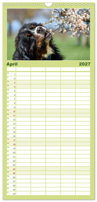 Berner Sennenhunde - Traumhunde mit Charme (CALVENDO Familienplaner 2027)