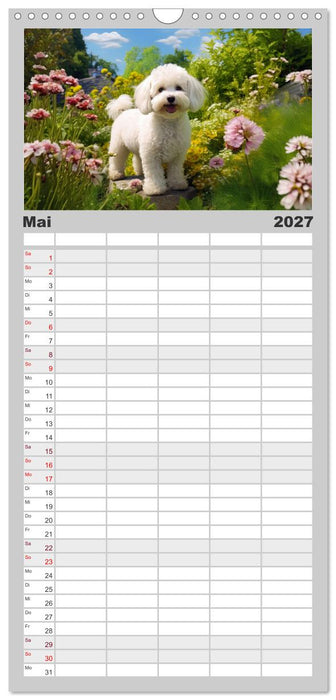 Bichon frisé, weiße Hündchen mit lockigem Haar (CALVENDO Familienplaner 2027)