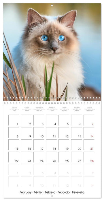 Beautiful Ragdolls - Cats in Nature (CALVENDO Monthly Calendar 2027)