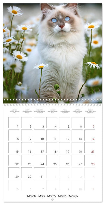 Beautiful Ragdolls - Cats in Nature (CALVENDO Monthly Calendar 2027)