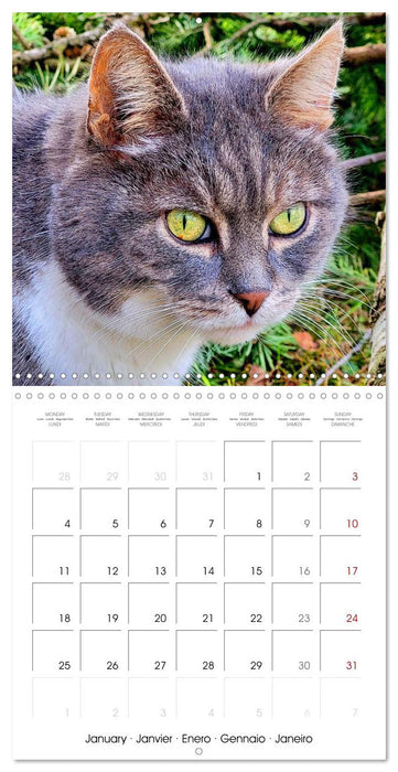 A cat lover's year (CALVENDO Monthly Calendar 2027)